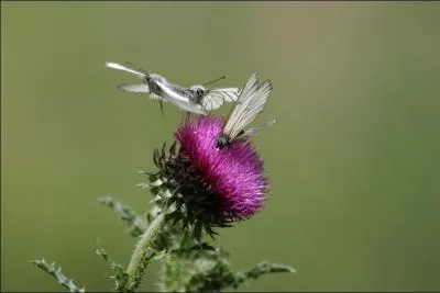 Oh, la belle fleur de trèfle !