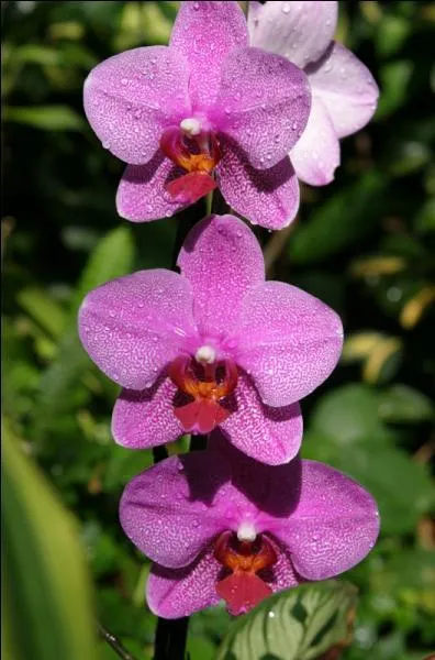 Quel est le nom latin de cette fleur ?