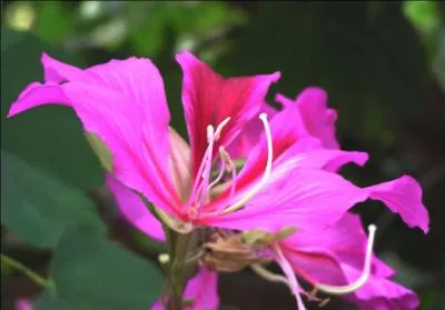 Quel est le nom latin de l'arbre où se trouve cette fleur ?