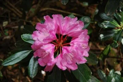 Quelle est la bonne orthographe pour le nom de cette fleur ?