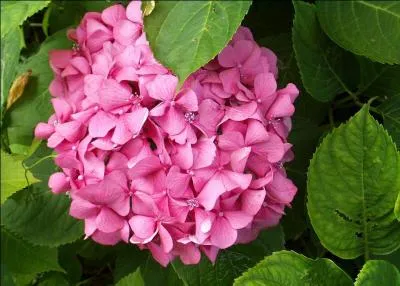 Le nom de cette fleur ressemble au prénom Hortense. Quelle est cette fleur ?