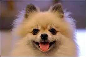 Quel nom n'est pas une race de chiens ?