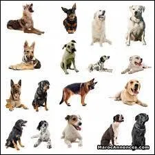 On dit que le chien est le meilleur ami de ...