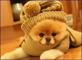 Est-ce un vrai chien ?