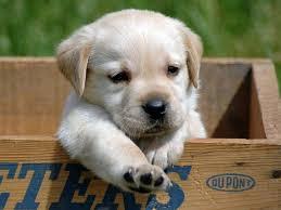 Quiz Races de chiens