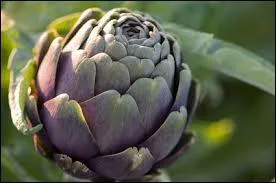 Quelle est la hauteur maximale d'une tige d'artichaut ?