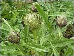 Quand r&eacute;colte-t-on le capitule de l'artichaut ?