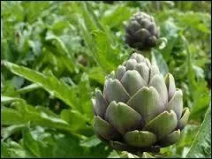 O&ugrave; se situe le fond de l'artichaut ?