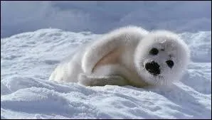 Comment le petit du phoque est-il appelé ?