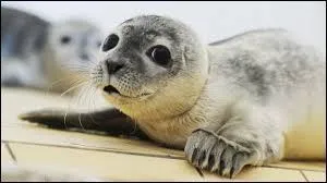 Quel est le poids moyen du phoque commun mâle ?