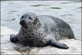 Quelles nageoires assurent la propulsion du phoque ?