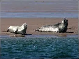 Est-il autorisé, en 2015, de pratiquer la chasse aux phoques ?