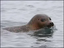 Qui a écrit "Le phoque blanc" ?