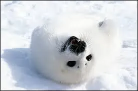 Complétez ce poème : "Tout est si beau dans la lumière // Quand on a près de soi sa mère // Et quand la banquise étincelle // De diamants bleus ..."