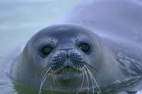 Quiz Animaux
