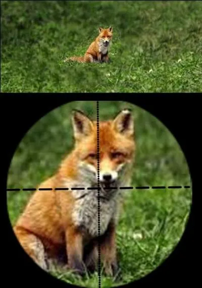 Le renard peut-être chassé du 28 septembre au 28 février. Quelle est la bonne réponse ?