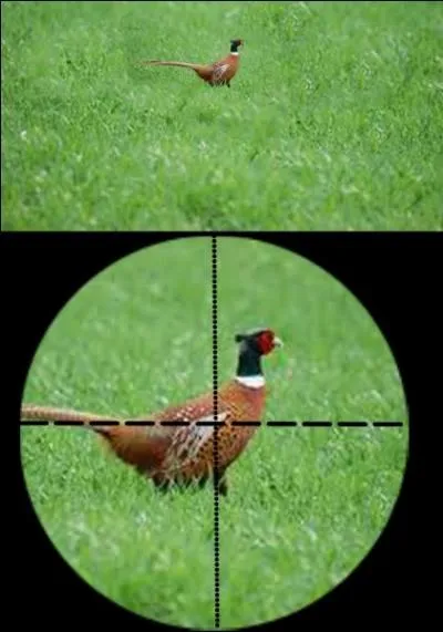 En 1998 en France, les faisans étaient au deuxième rang du tableau de chasse annuel. Quelle est la bonne réponse ?