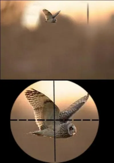 La chouette effraie est nuisible pour nos clochers et nos monuments historiques. La chasse est autorisée, depuis le 3 mars 1996. Quelle est la bonne réponse ?