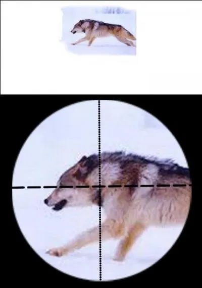 Le loup reste l'un des plus grands prédateurs, il tue pour le plaisir et n'hésite pas à attaquer l'homme. Quelle est la bonne réponse ?