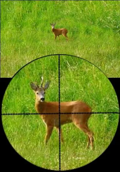 Le chevreuil peut-être chassé de mars à mai. Quelle est la bonne réponse ?