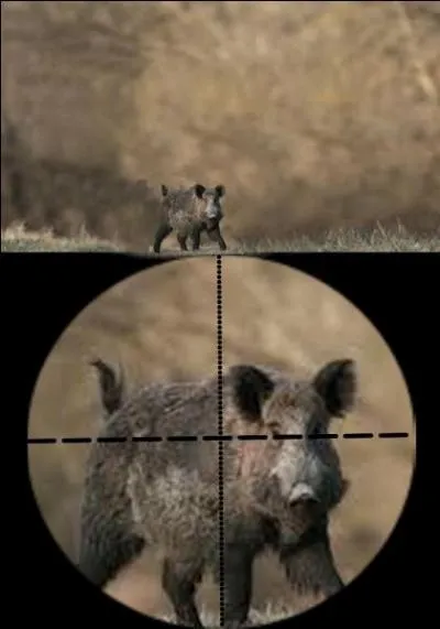 Du 15 août au 27 septembre, on peut chasser le sanglier. Quelle est la bonne réponse ?