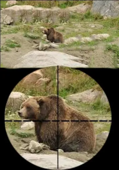 L'ours brun peut-être chassé à l'approche ou à l'affût sur autorisation préfectorale individuelle. Quelle est la bonne réponse ?