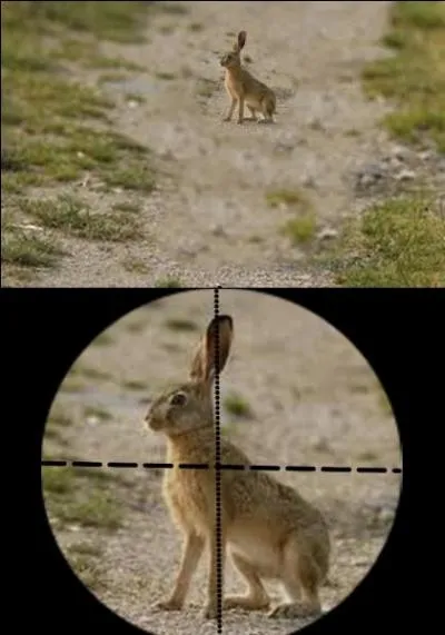 Le lièvre peut-être chassé du 28 Septembre au 7 Décembre. Quelle est la bonne réponse ?