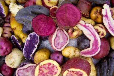 Combien de variétés de pommes de terre sont encore cultivées au Pérou ?