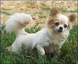 Ce chiot est à croquer, quelle est sa race ?