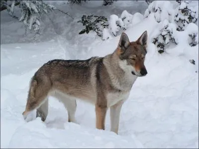 Celui-ci ressemble à un loup, mais je ne suis pas sûr que ce soit un loup.Mais alors quelle est sa race ?