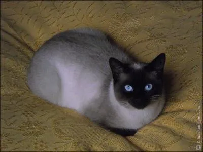 De quelle race est ce joli chat ?