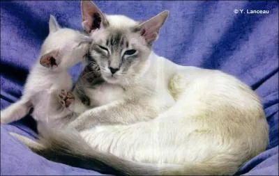 Cette chatte et ce chaton sont de la race des...