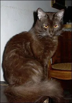 Quelle est la race de ce chat ?