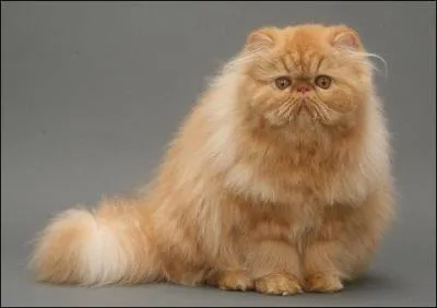 Sauriez-vous me dire de quelle race est ce chat ?