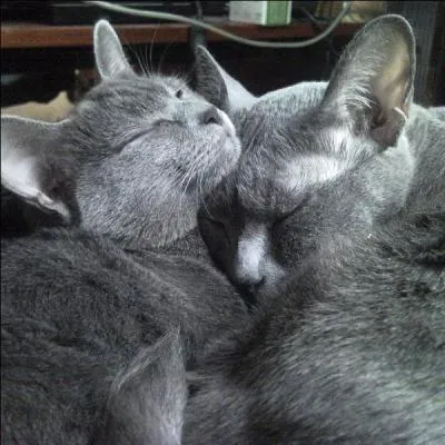 De quelle race sont ces deux chattes ?