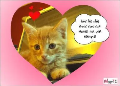 Chou blanc finement haché, fermenté dans de la saumure aromatisée de baies de genièvre :