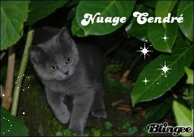 Comment s'est-elle fait ça ? (question précédente)