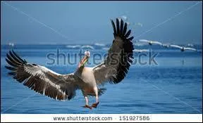 Comment traduirez-vous "atterrir" en anglais ?