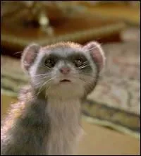 En quoi son daemon se métamorphose-t-il pour toujours ?