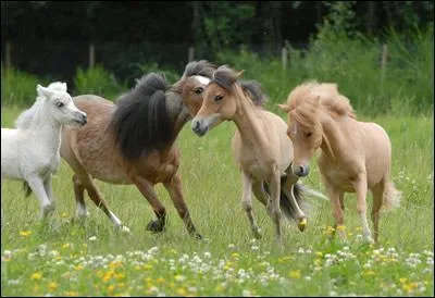 Laquelle de ces races de chevaux n'existe pas ?