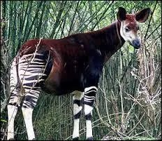 Quel est le principal prédateur de l'okapi ?