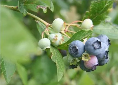 Les myrtilles mûres sont...