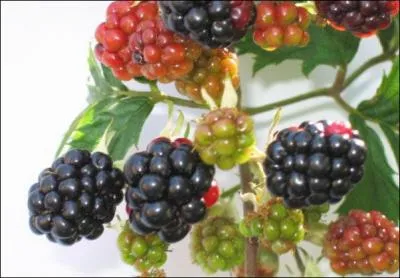 La mûre de ronce n'est pas violette ! Elle est noire !