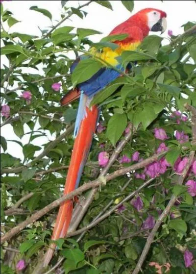 L'ara rouge est un grand perroquet coloré vivant dans les forêts tropicales américaines, mais il s'agit de l'oiseau national de quel pays ?
