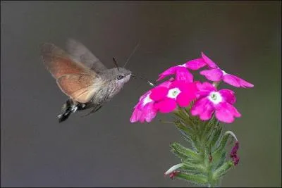 Veuillez me prêter un oeil attentif !