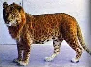 Comment s'appelle cette animal hybride ?