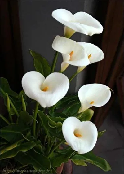 Quelles sont ces fleurs ?