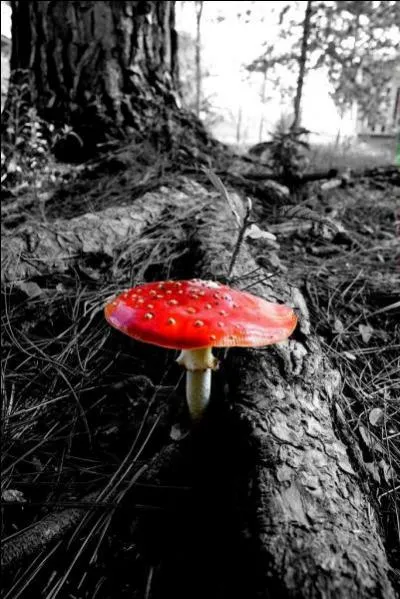 Je vous demande juste le nom de ce champignon :