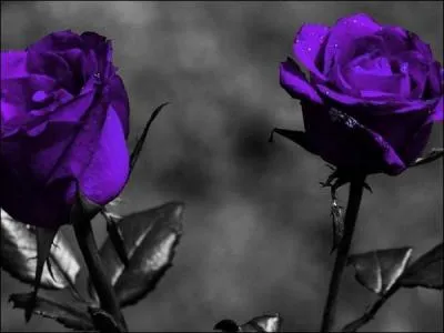 Il n'existe pas de roses bleues naturelles. Quel est le nom du pigment végétal capable de rendre une fleur bleue ?