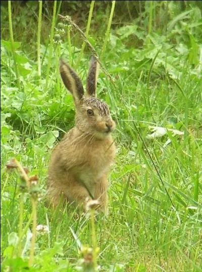 Jour 25. Mammifère dont la femelle est la hase :